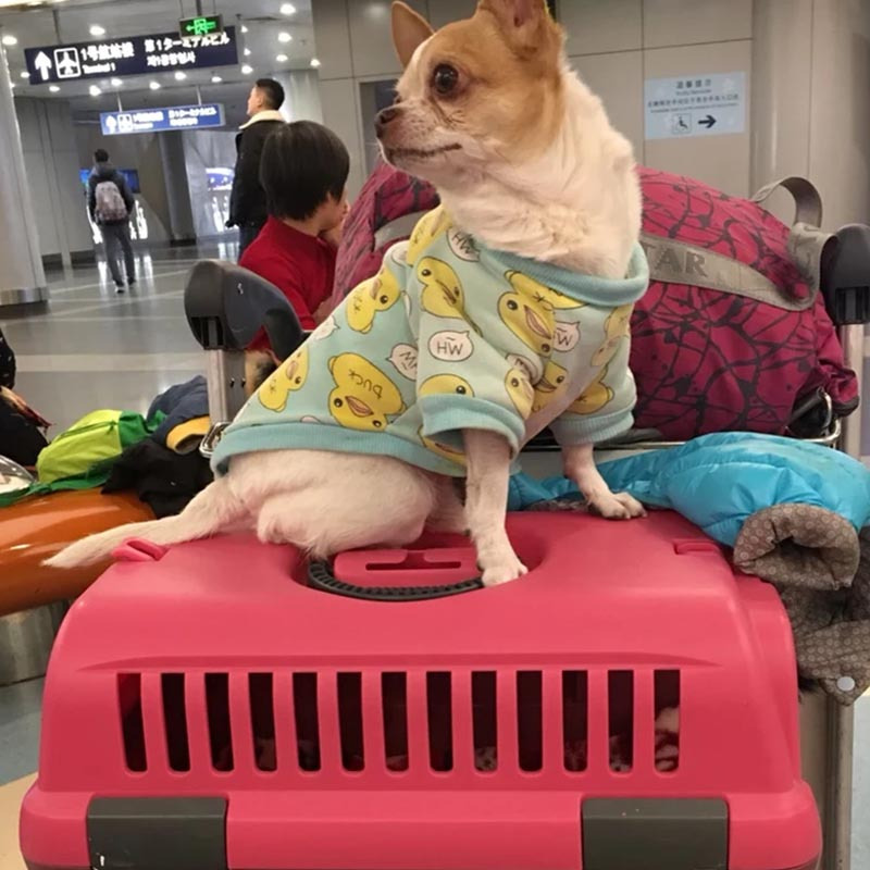 什么是寵物隨機托運？