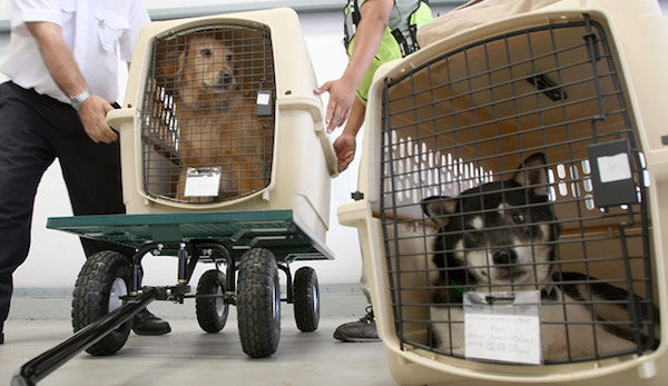 寵物航空托運